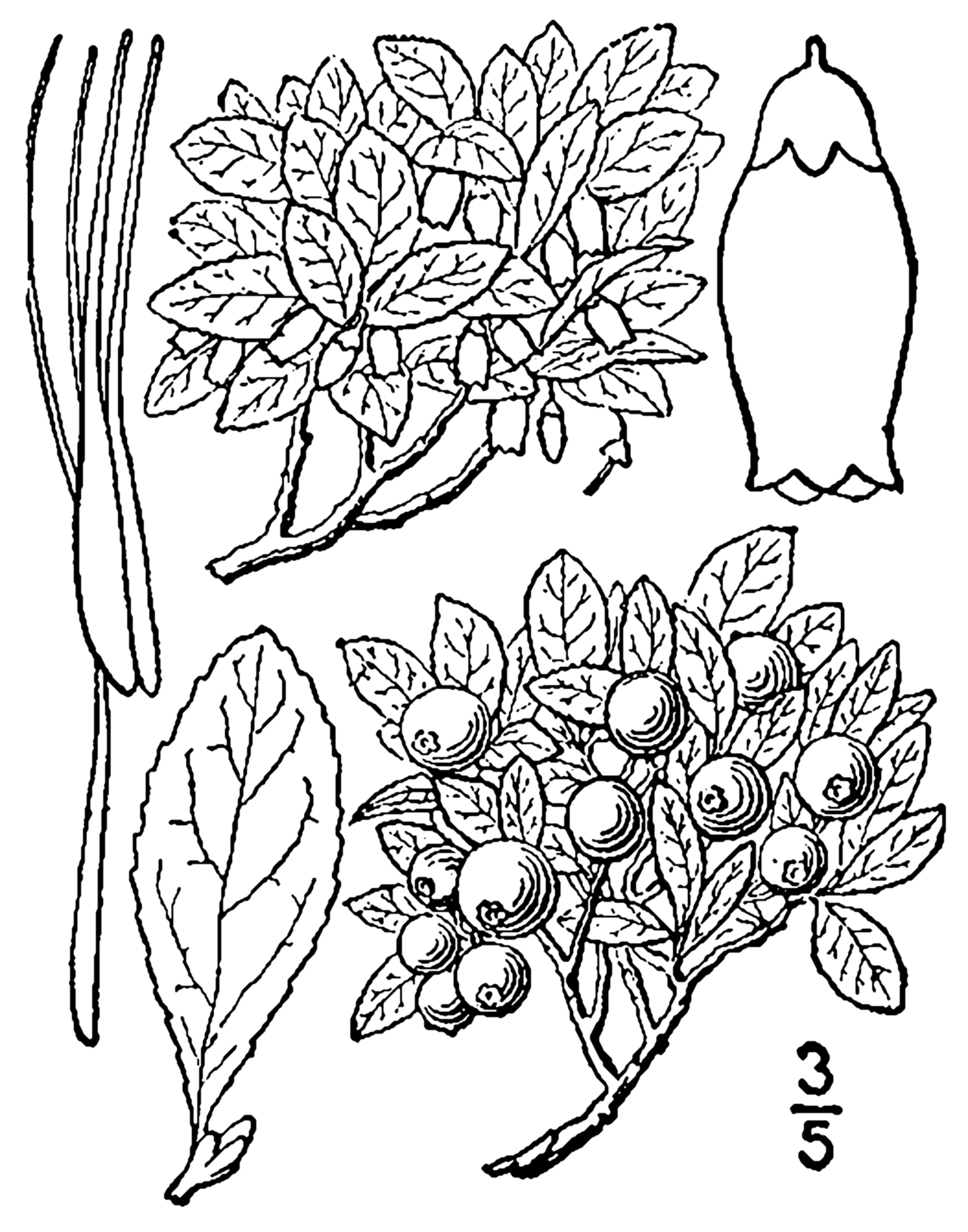 Vaccinium cespitosum
