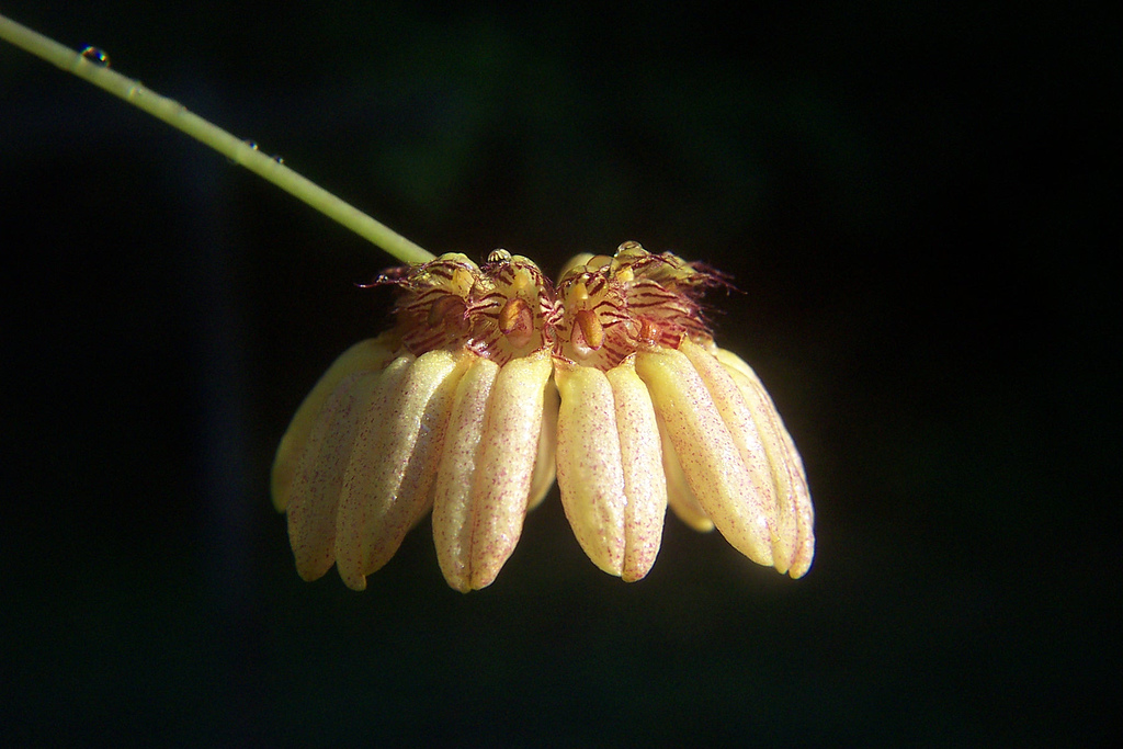 Bulbophyllum auratum