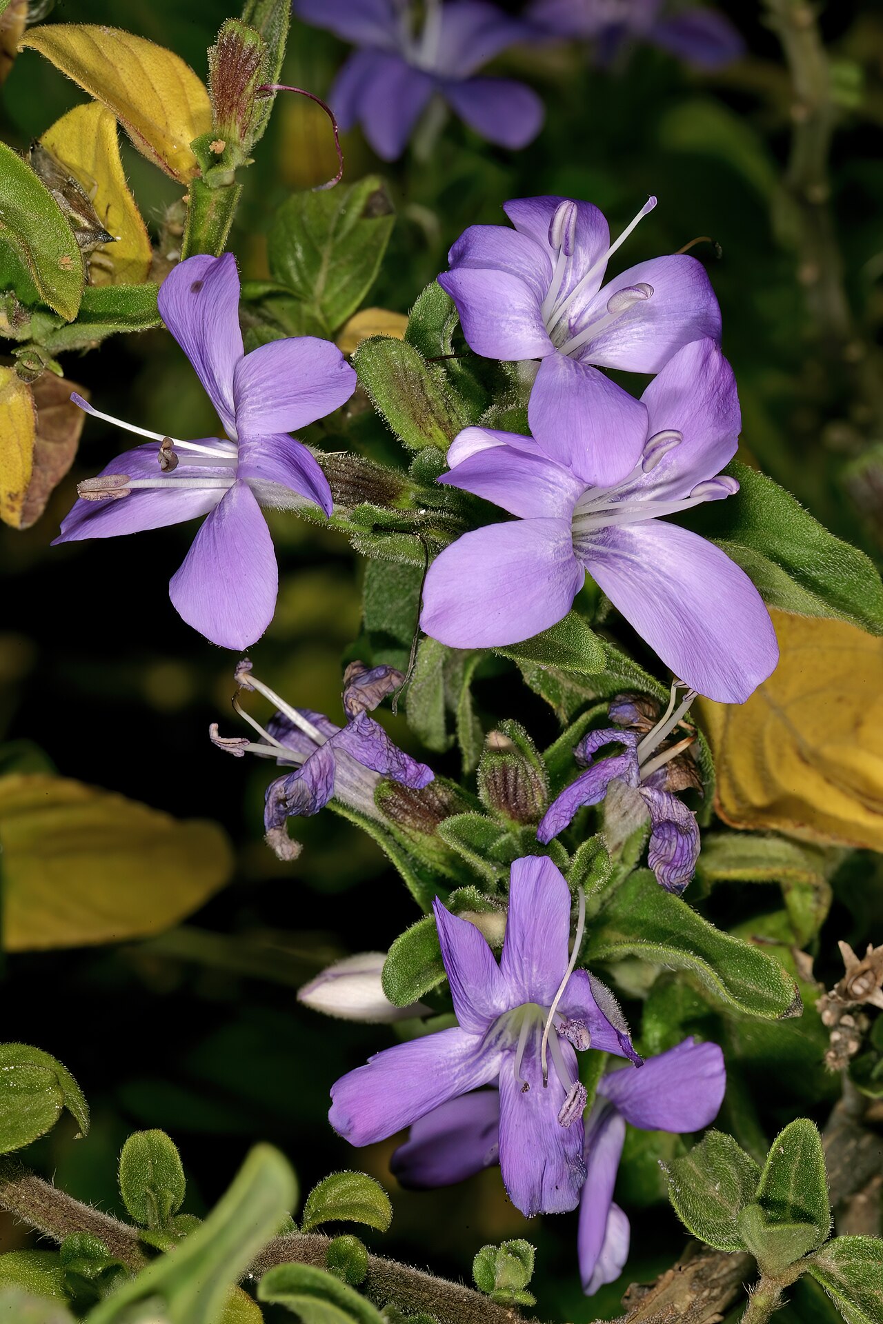 Barleria obtusa