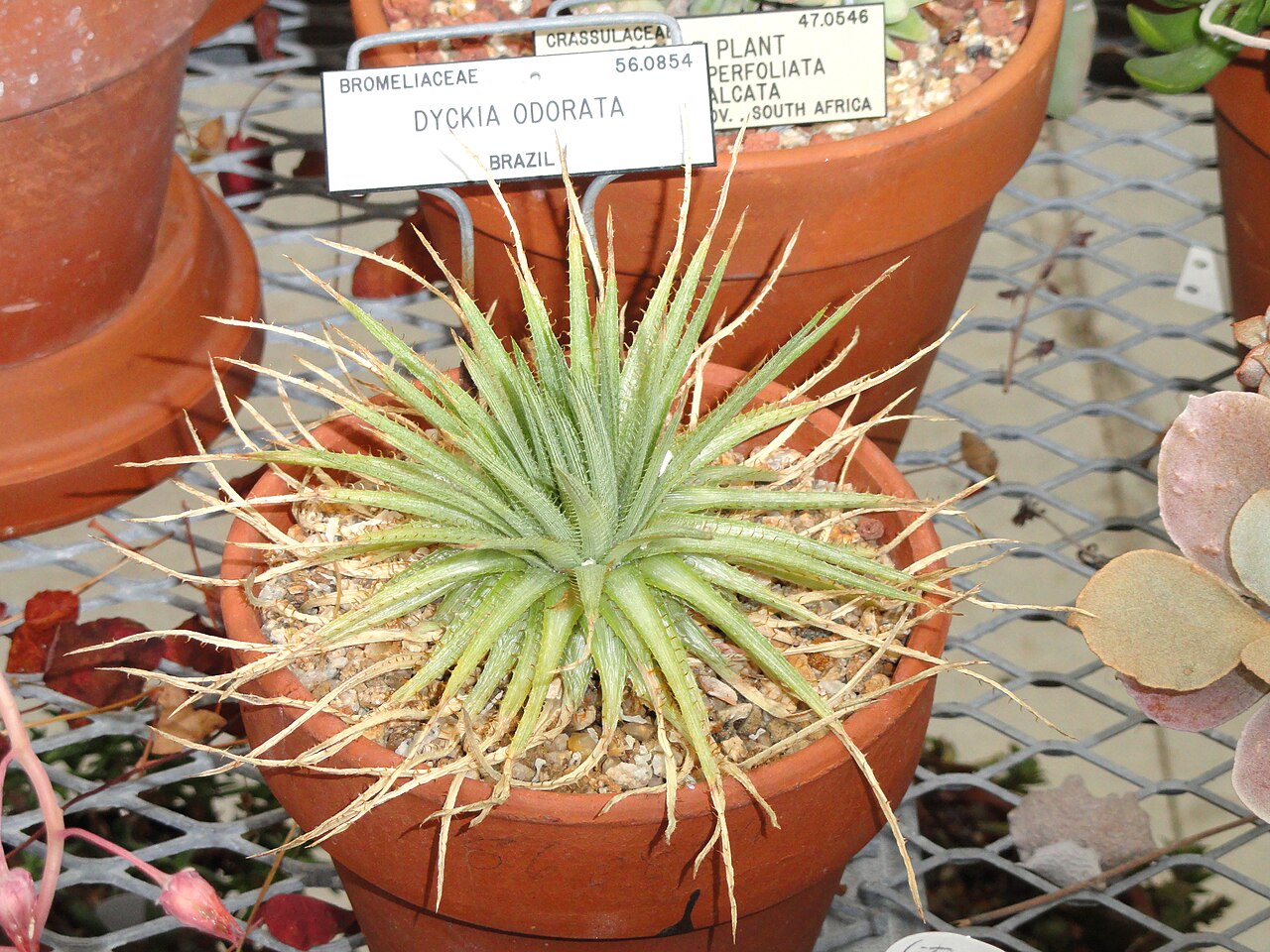 Dyckia odorata