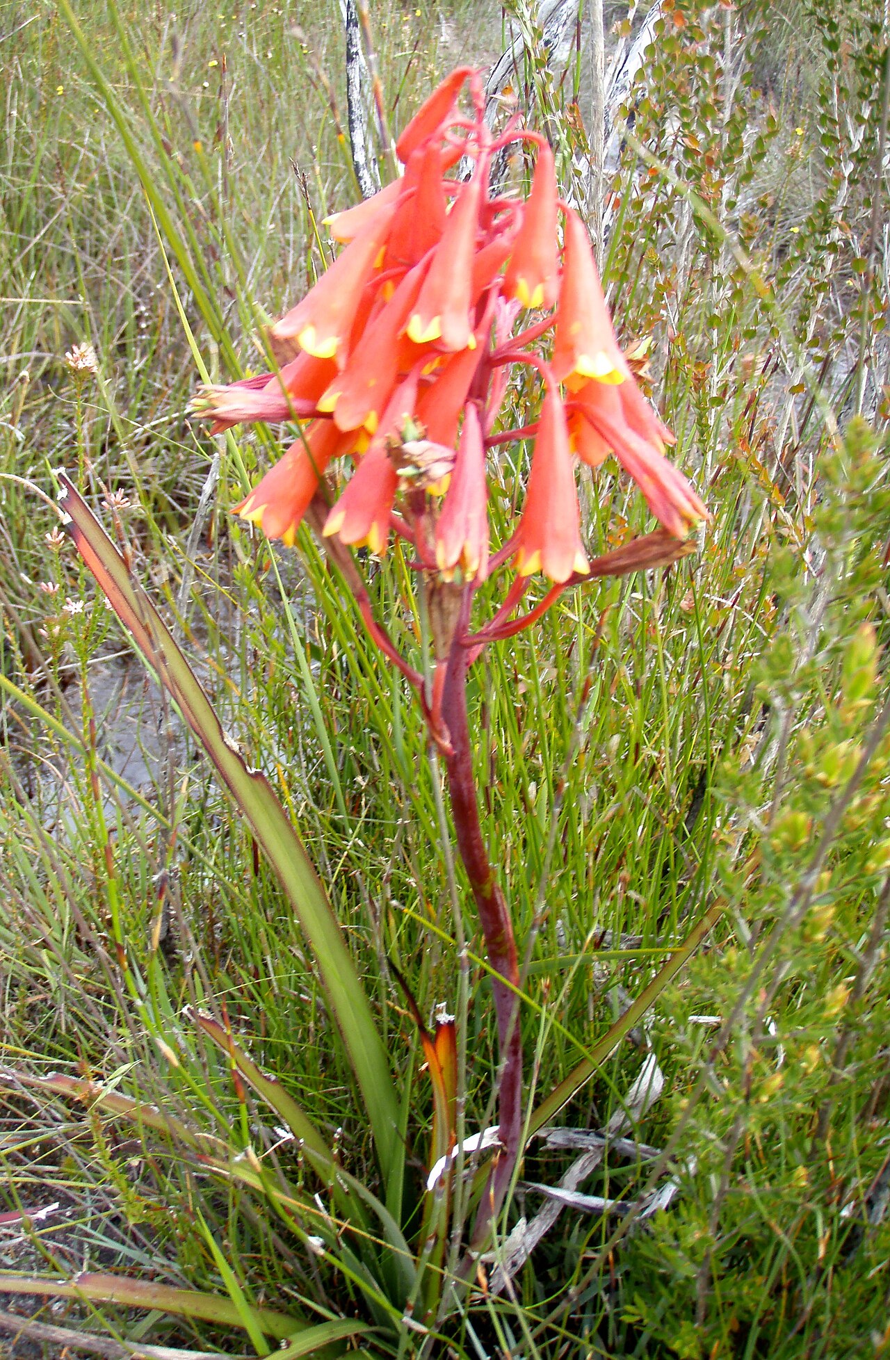 Tasmanian Christmas bell