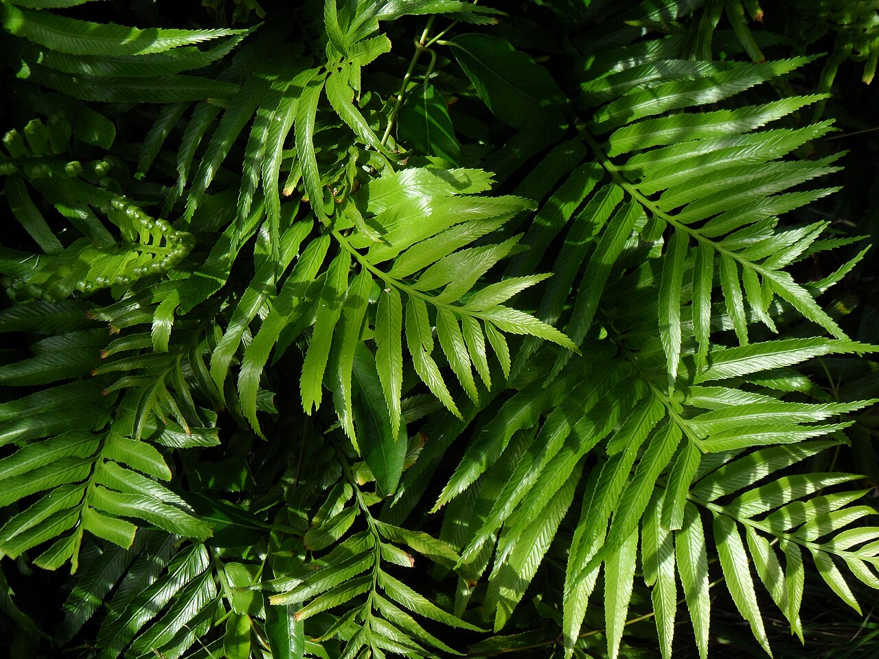 Asplenium milnei