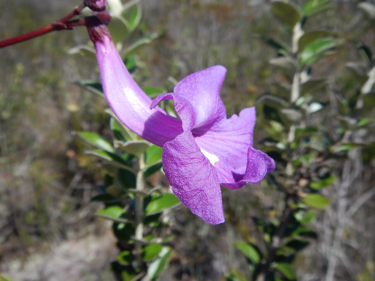 Jacaranda montana