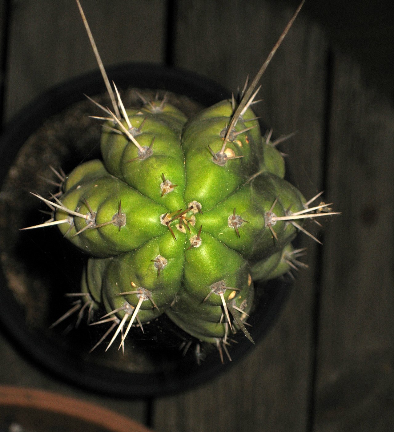 Echinopsis peruviana