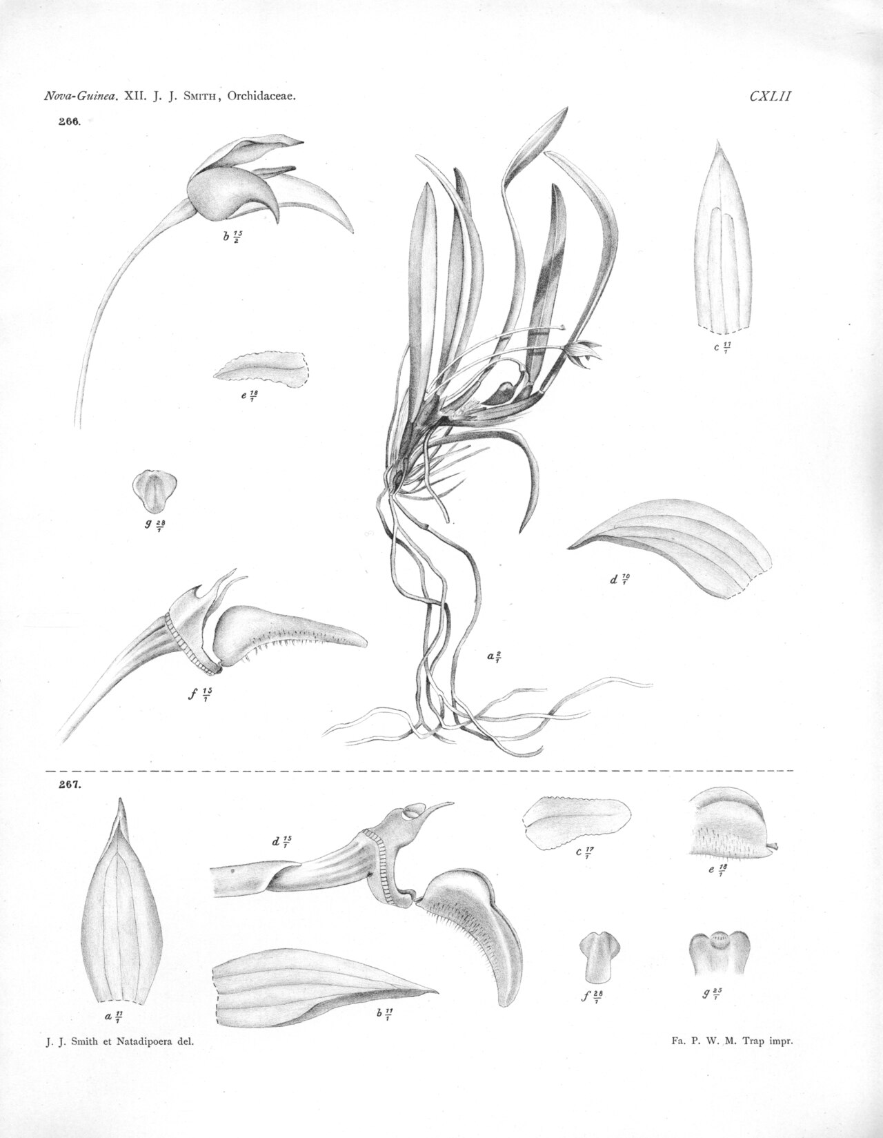 Bulbophyllum elodeiflorum