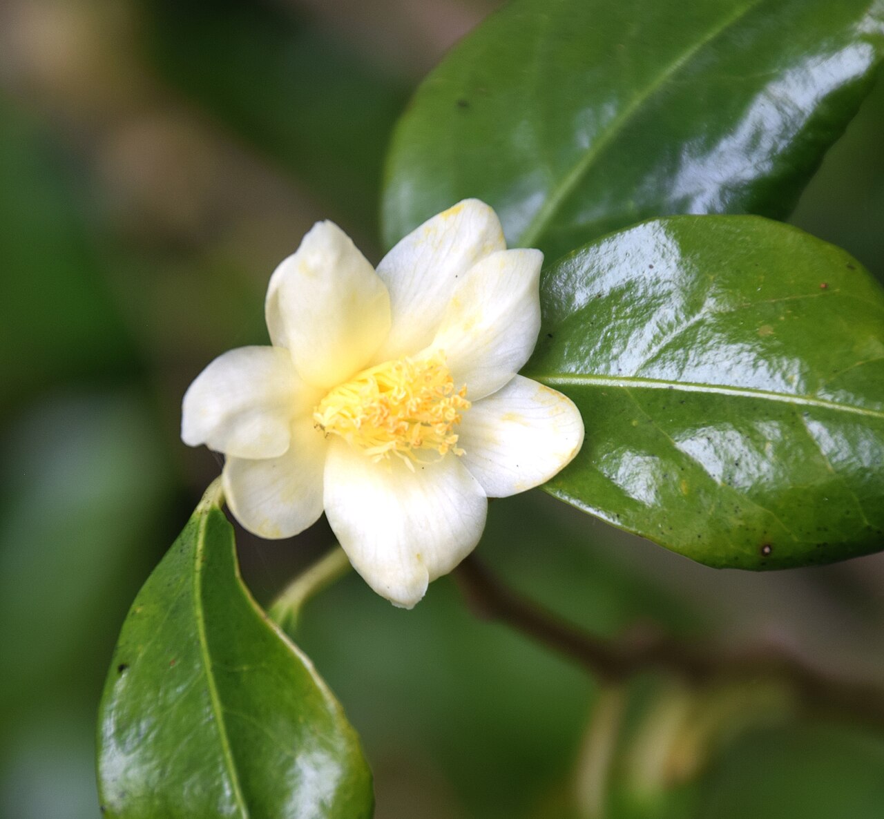 Camellia tunghinensis