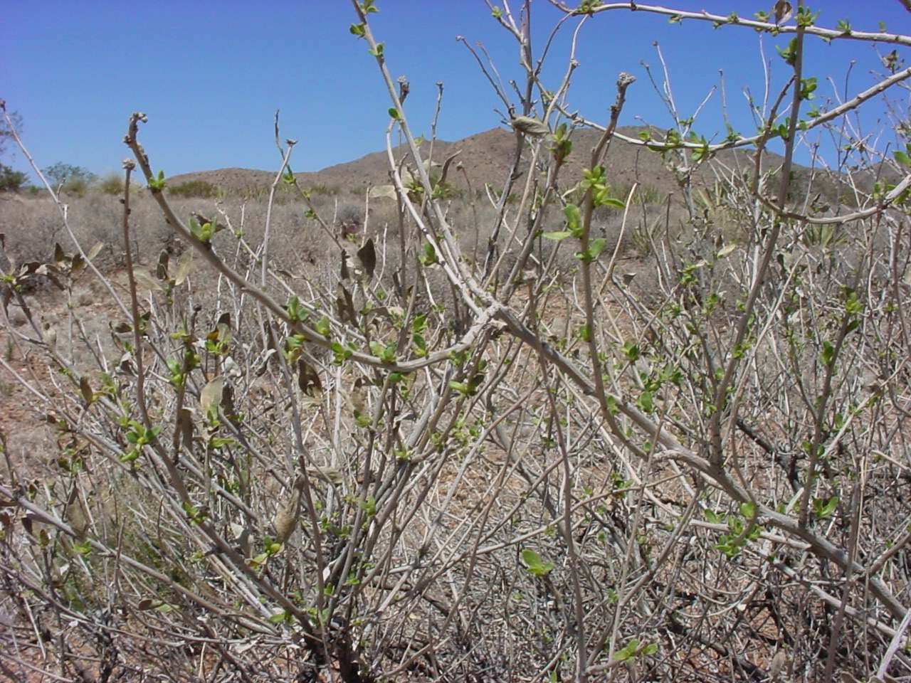 Flourensia cernua