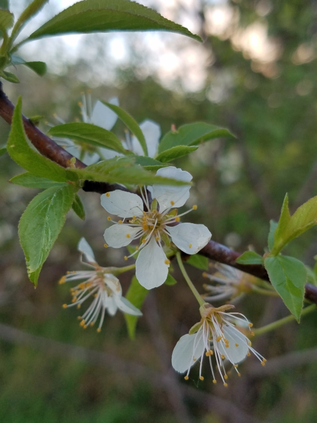 Prunus americana