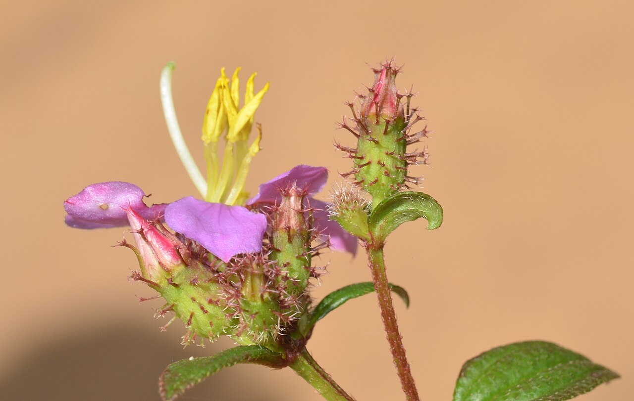 Osbeckia octandra