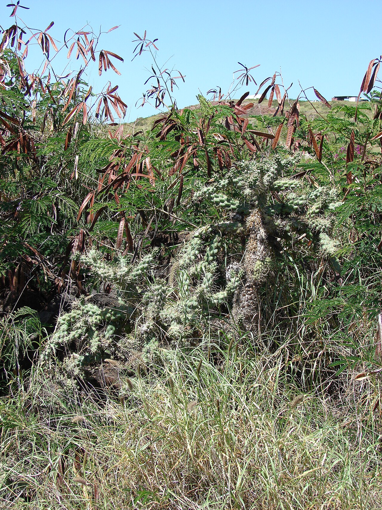 Cylindropuntia cholla