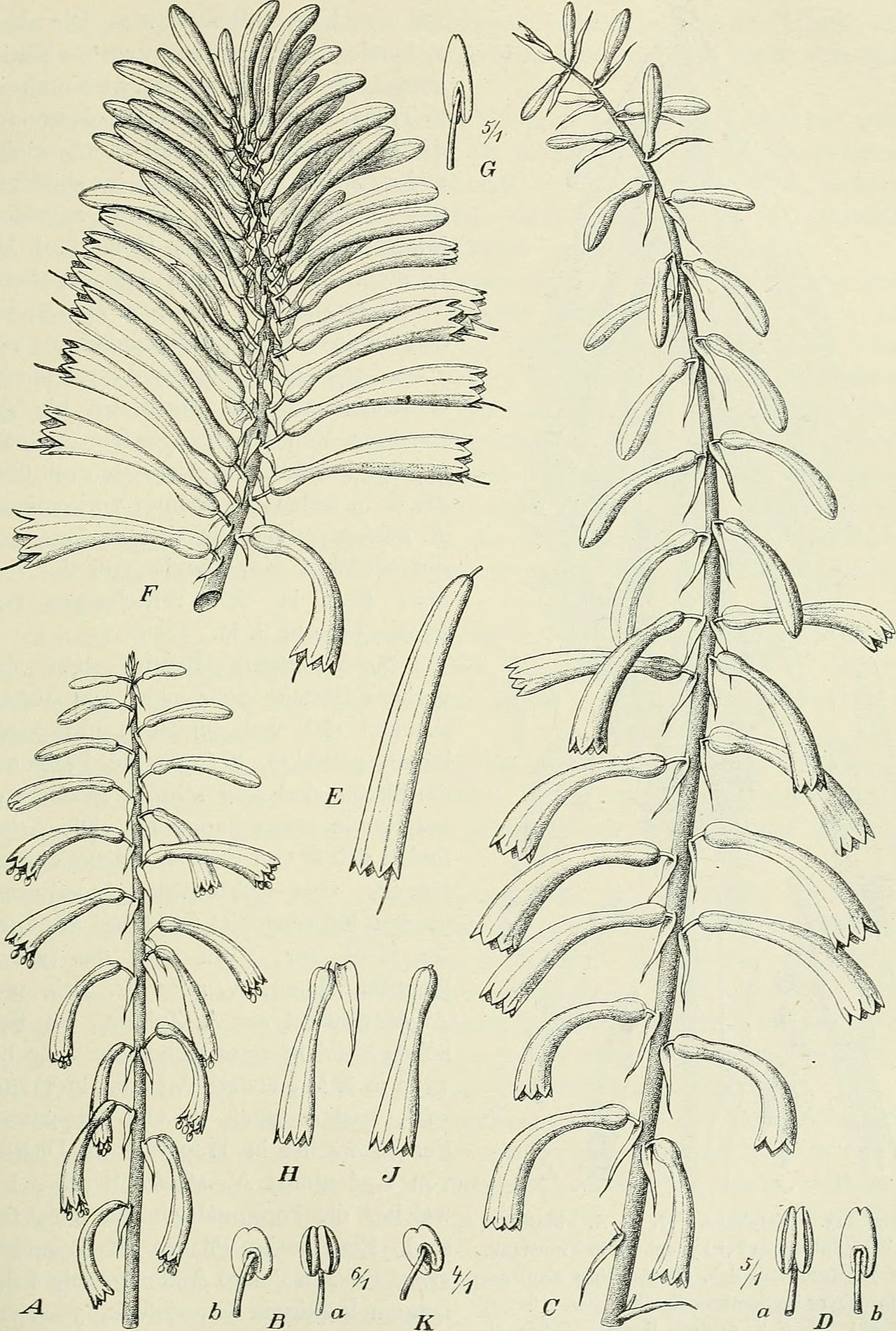 Kniphofia schimperi
