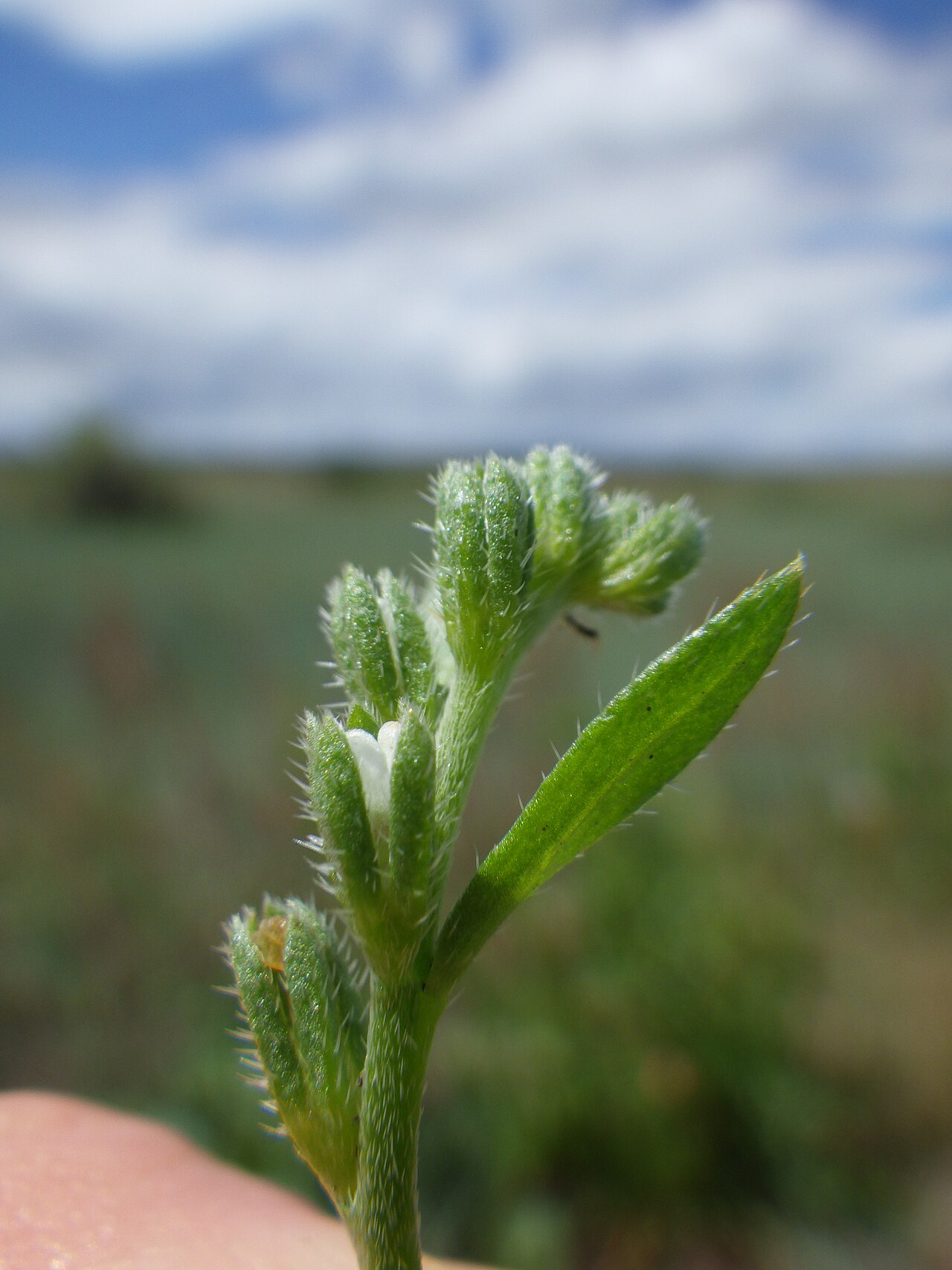 Plagiobothrys leptocladus