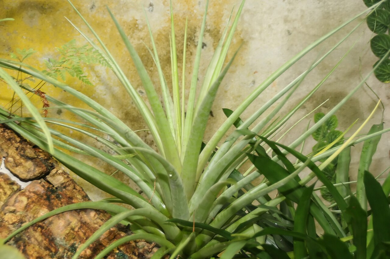 Tillandsia capitata