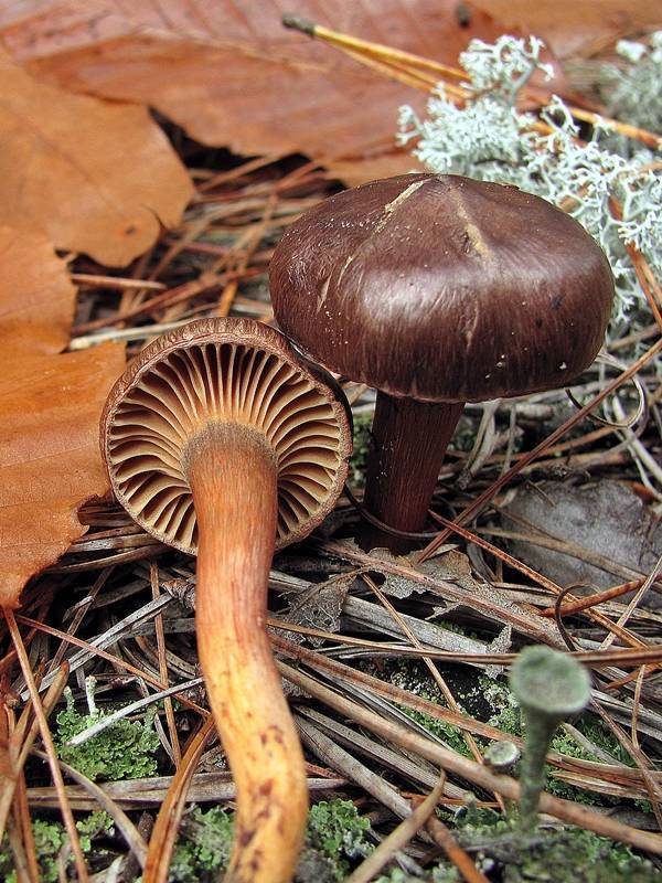 Wine-cap Chroogomphus or the pine spike