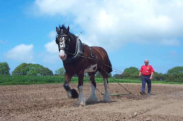 Shire horse