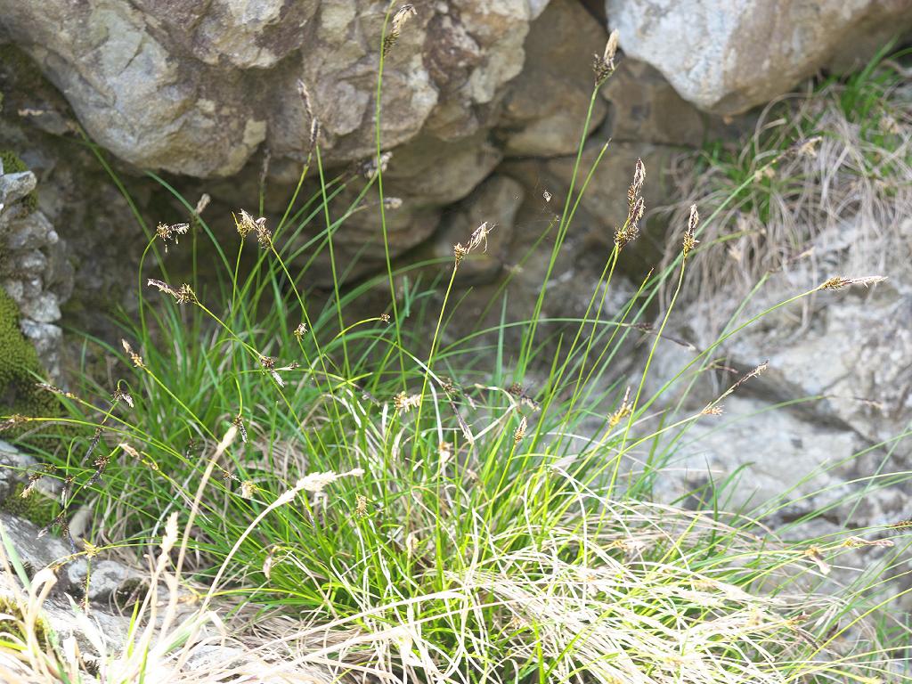 Carex mira