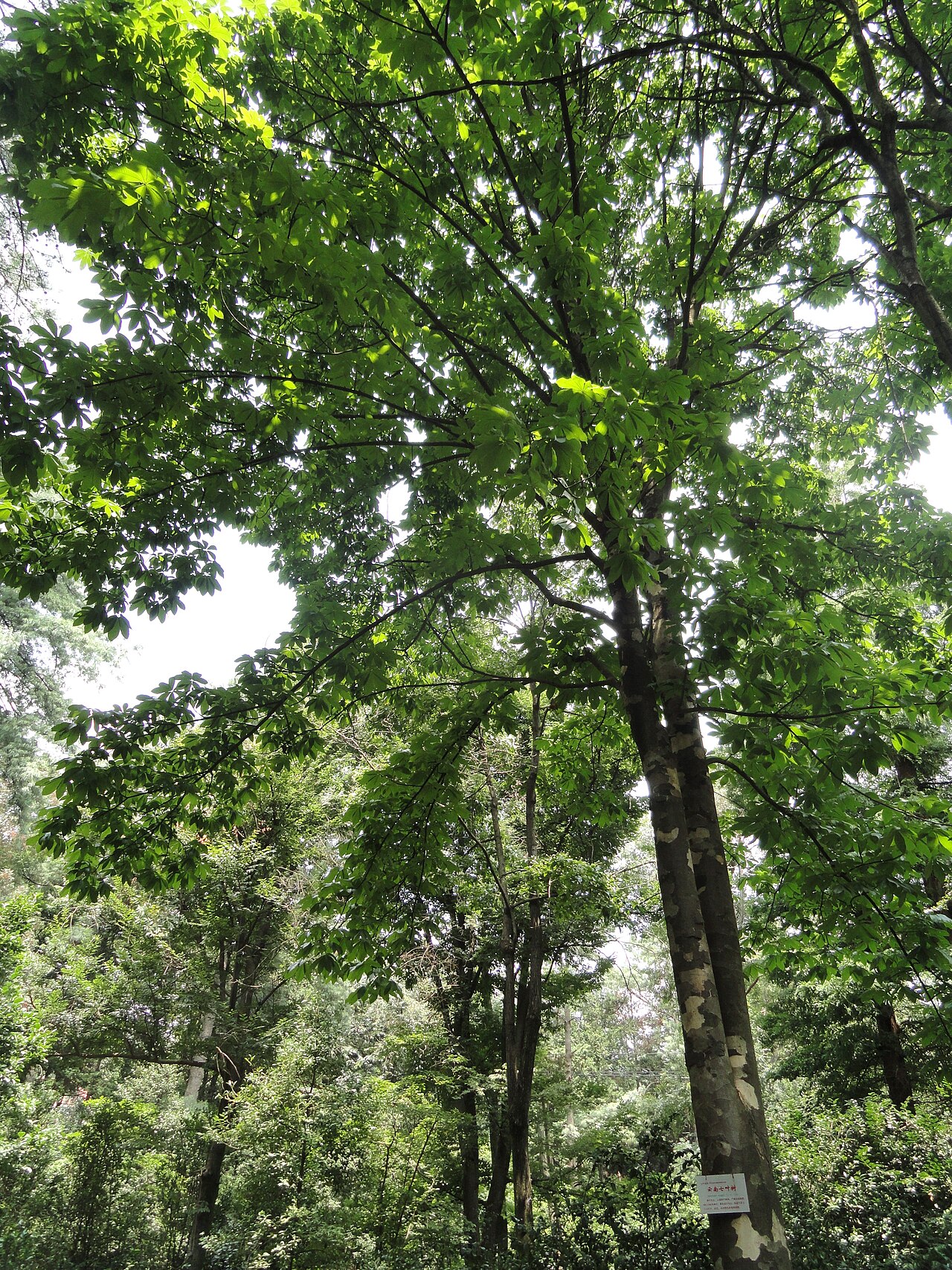 Aesculus wangii