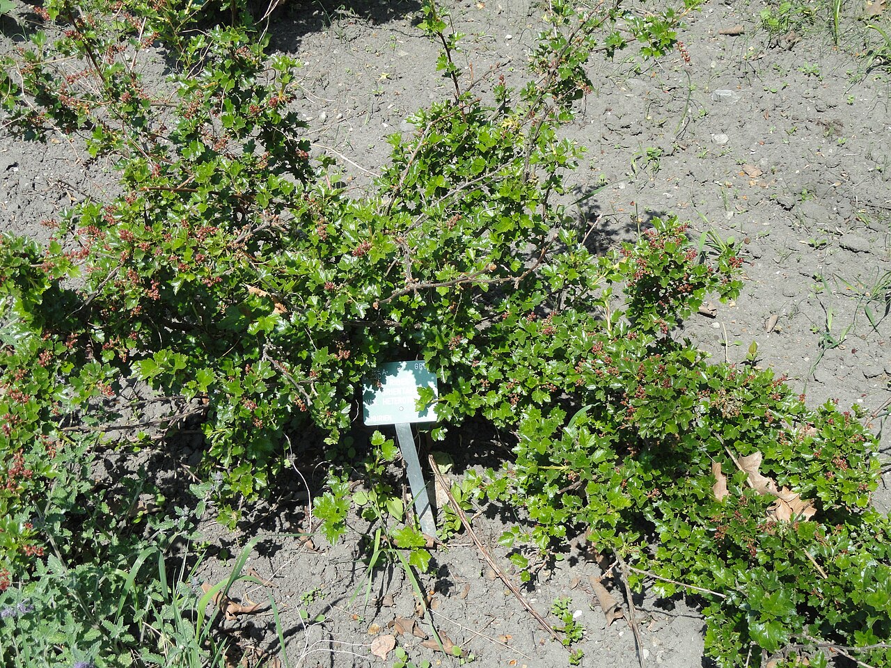 Ribes orientale