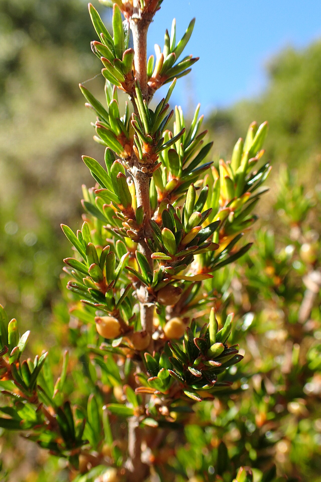 Coprosma petriei
