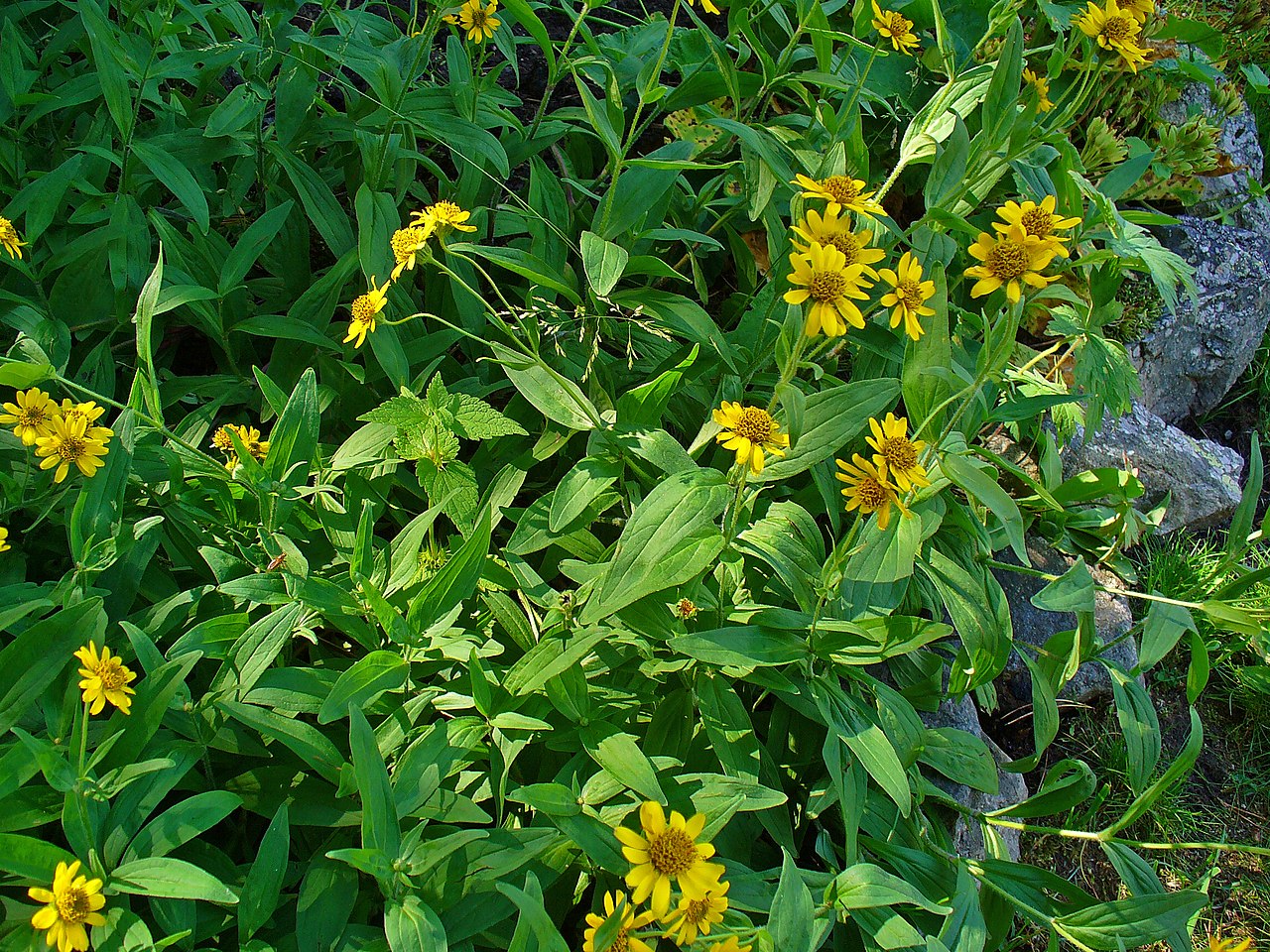 Arnica chamissonis