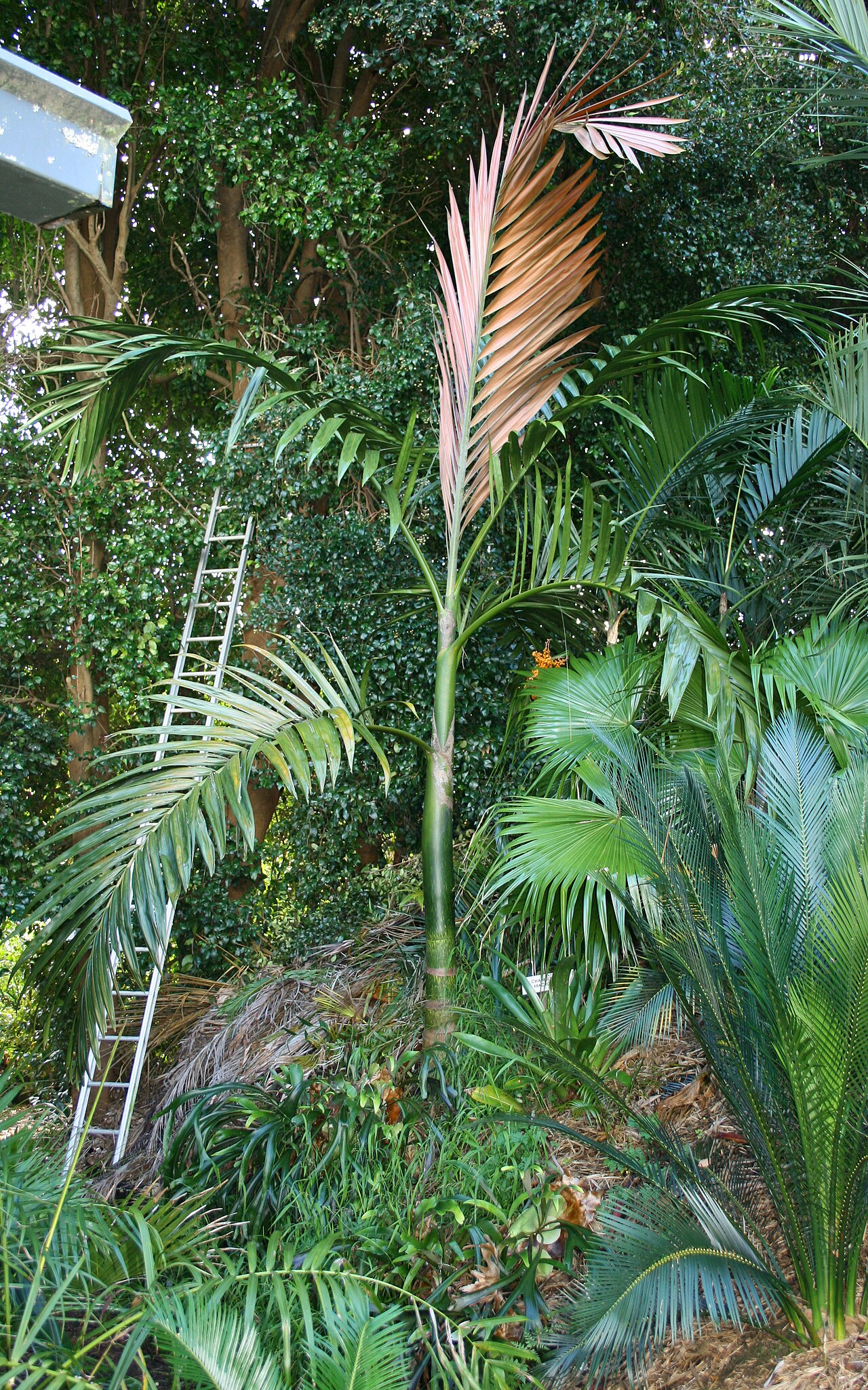 Chambeyronia macrocarpa