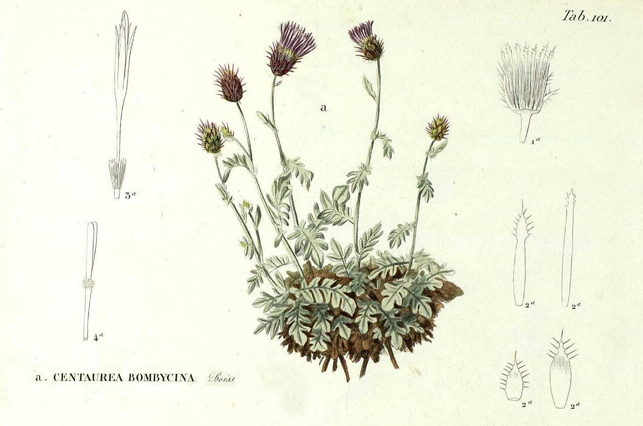 Centaurea bombycina