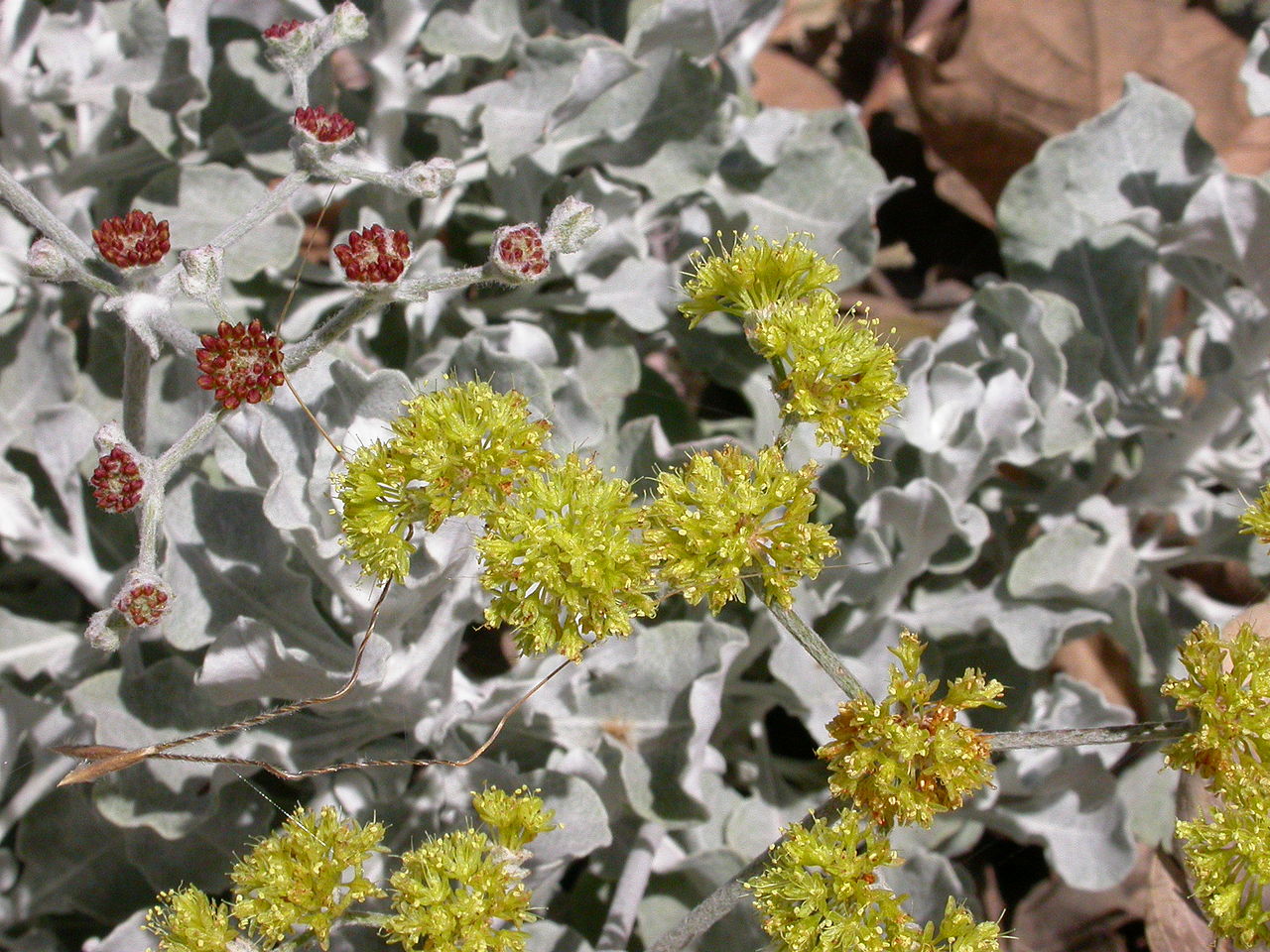 Eriogonum cinereum