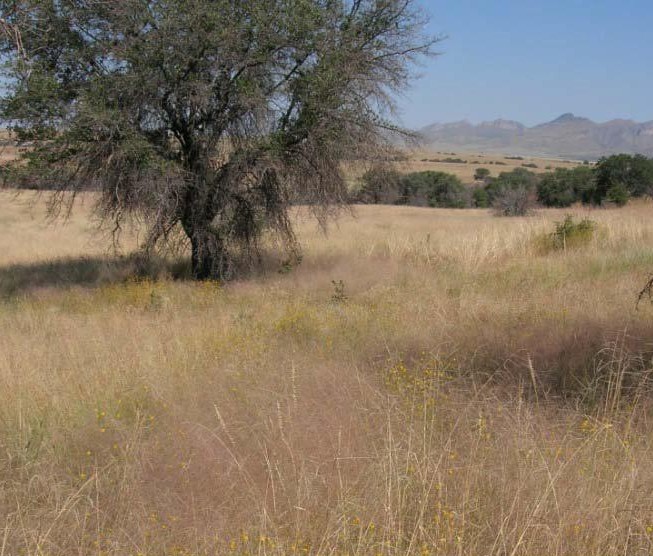 Eragrostis intermedia