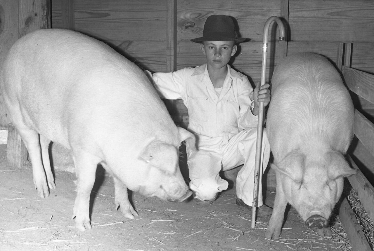 Chester White