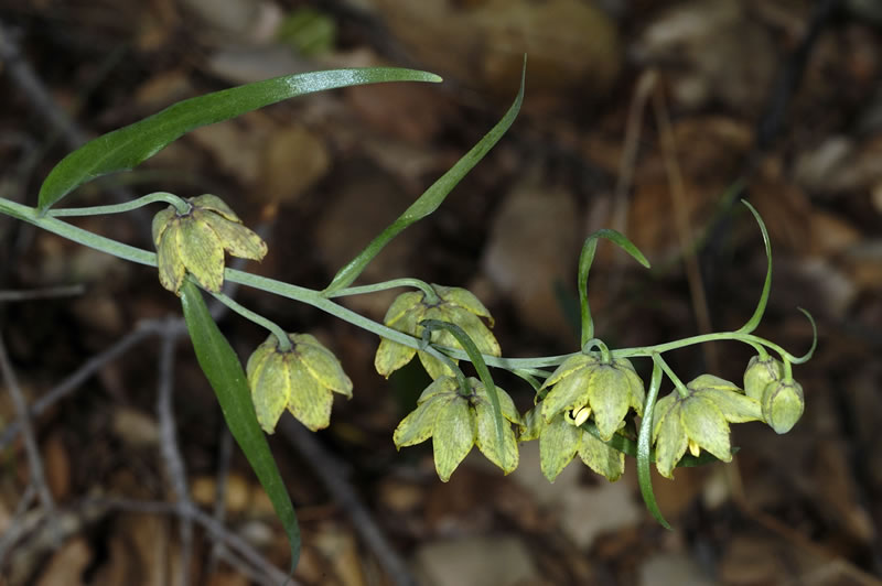 Fritillaria ojaiensis