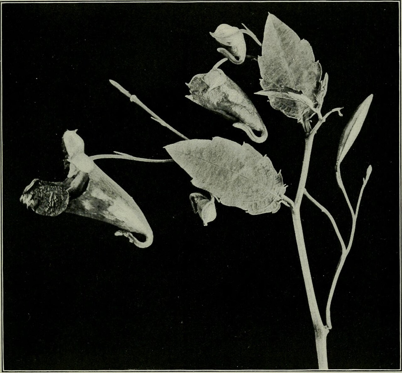 Lonicera biflora