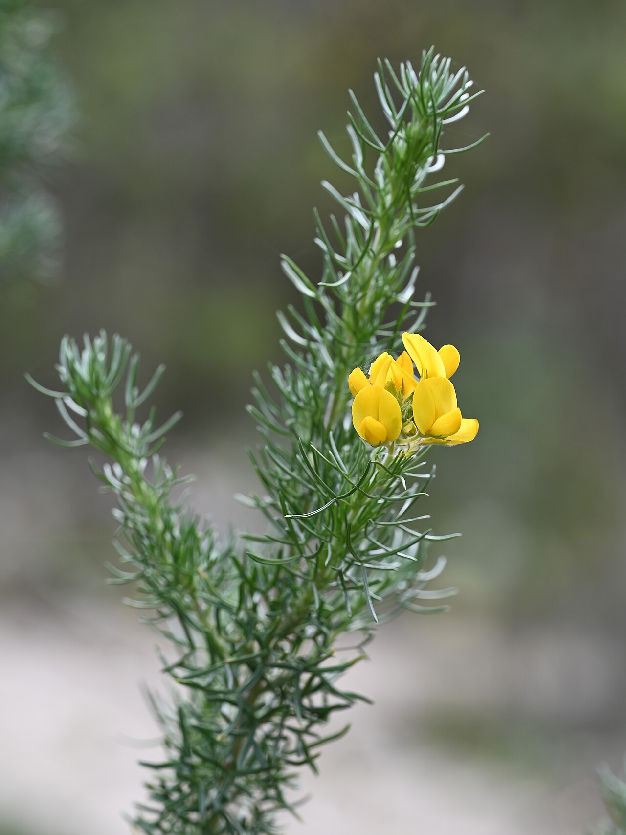 Silver broom