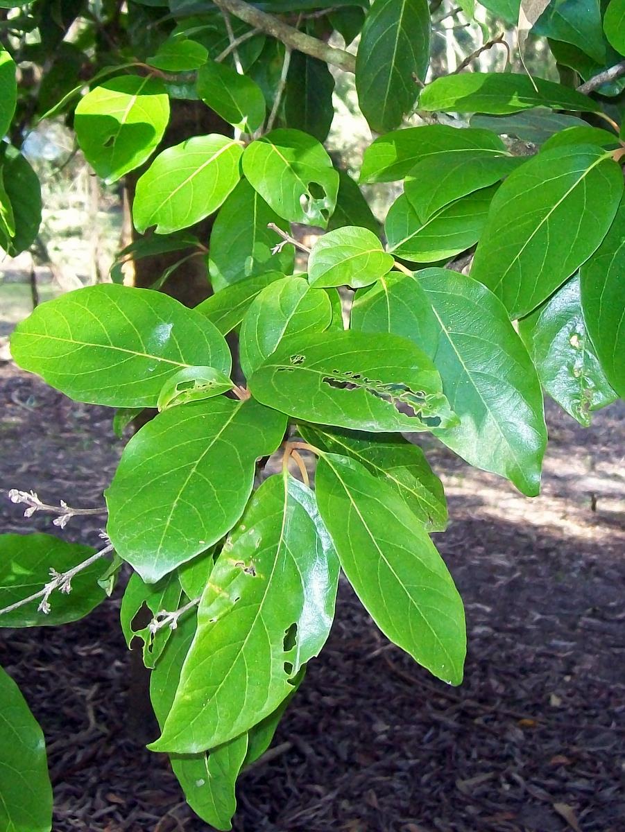 Northern white beech