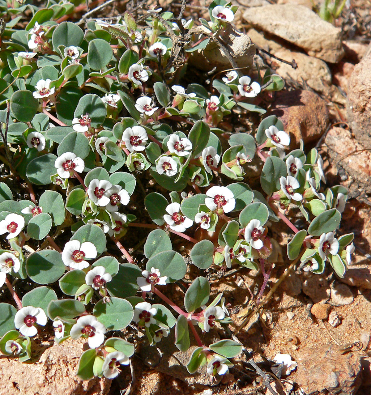 Euphorbia albomarginata