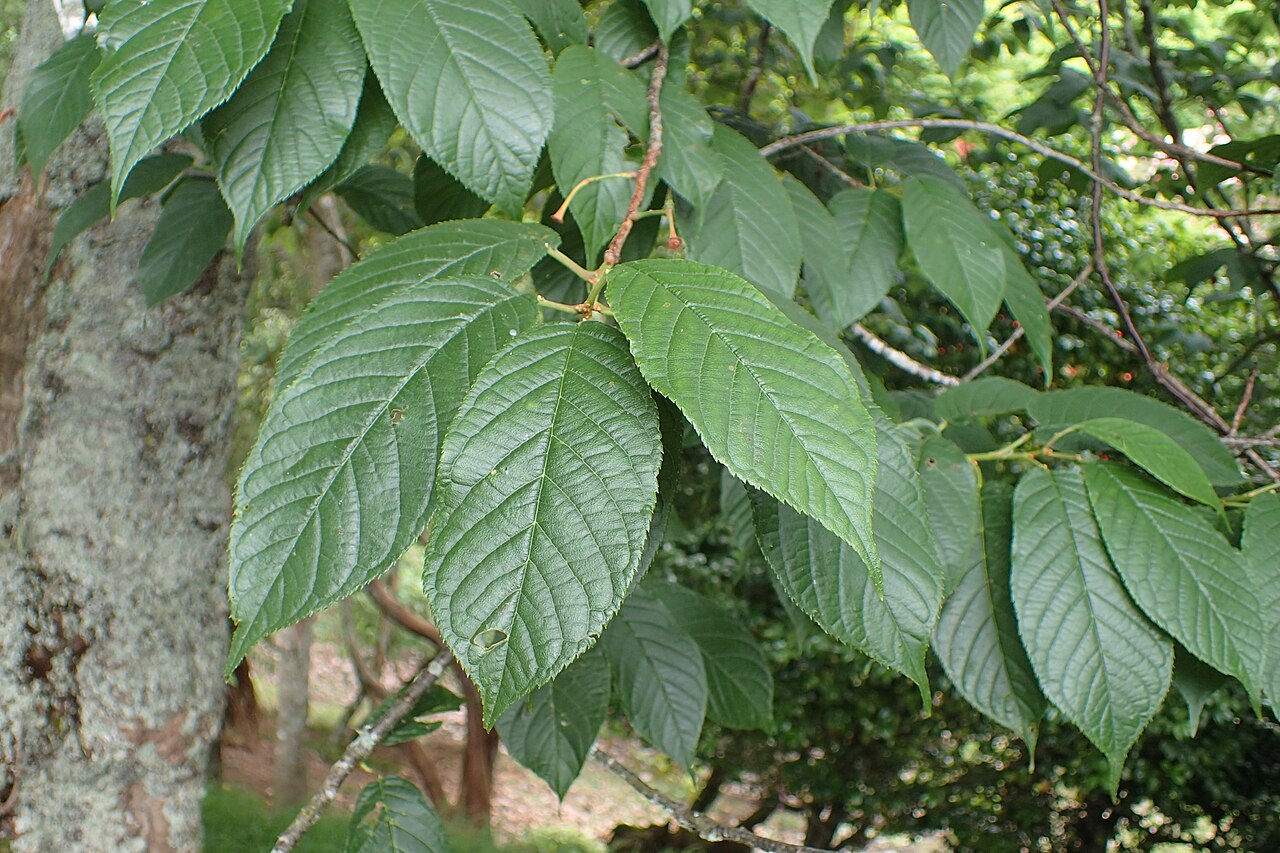 Prunus campanulata
