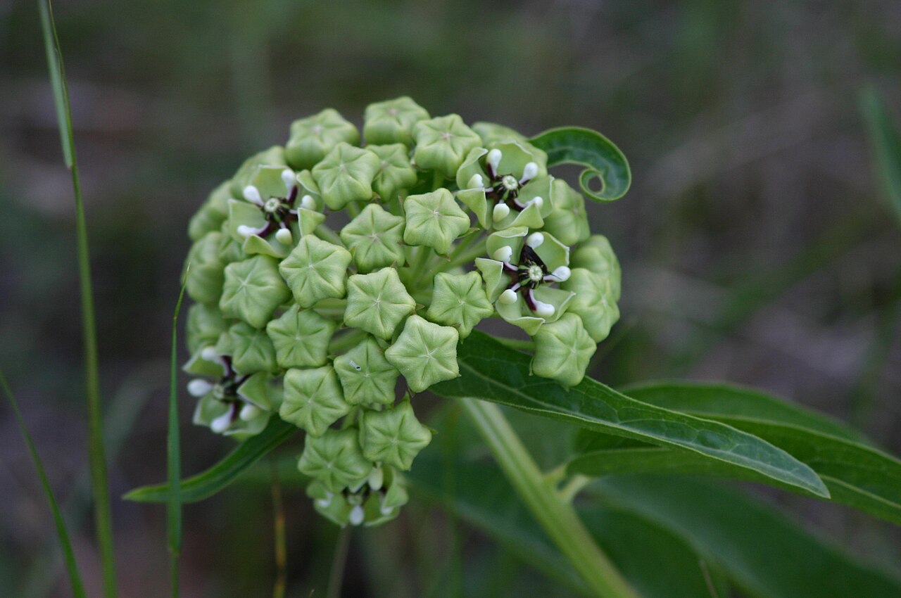 Asclepias asperula