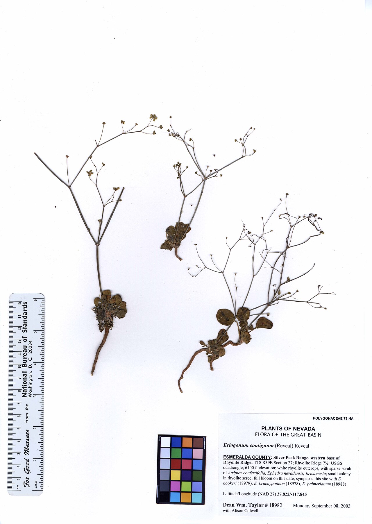 Eriogonum contiguum