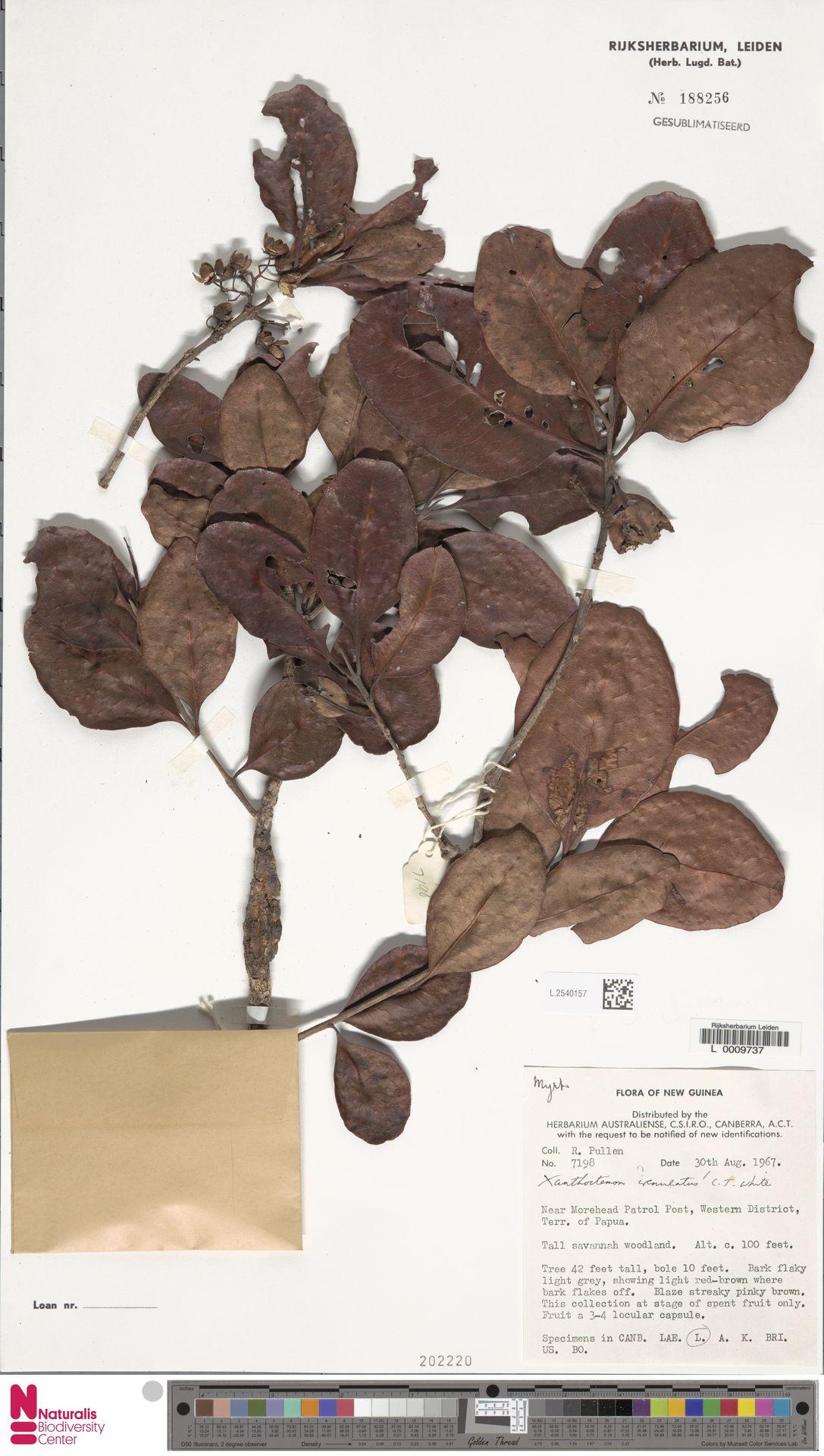 Xanthostemon crenulatus