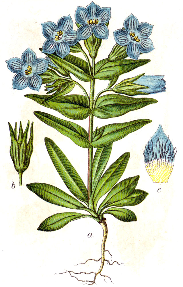 Gentianella campestris