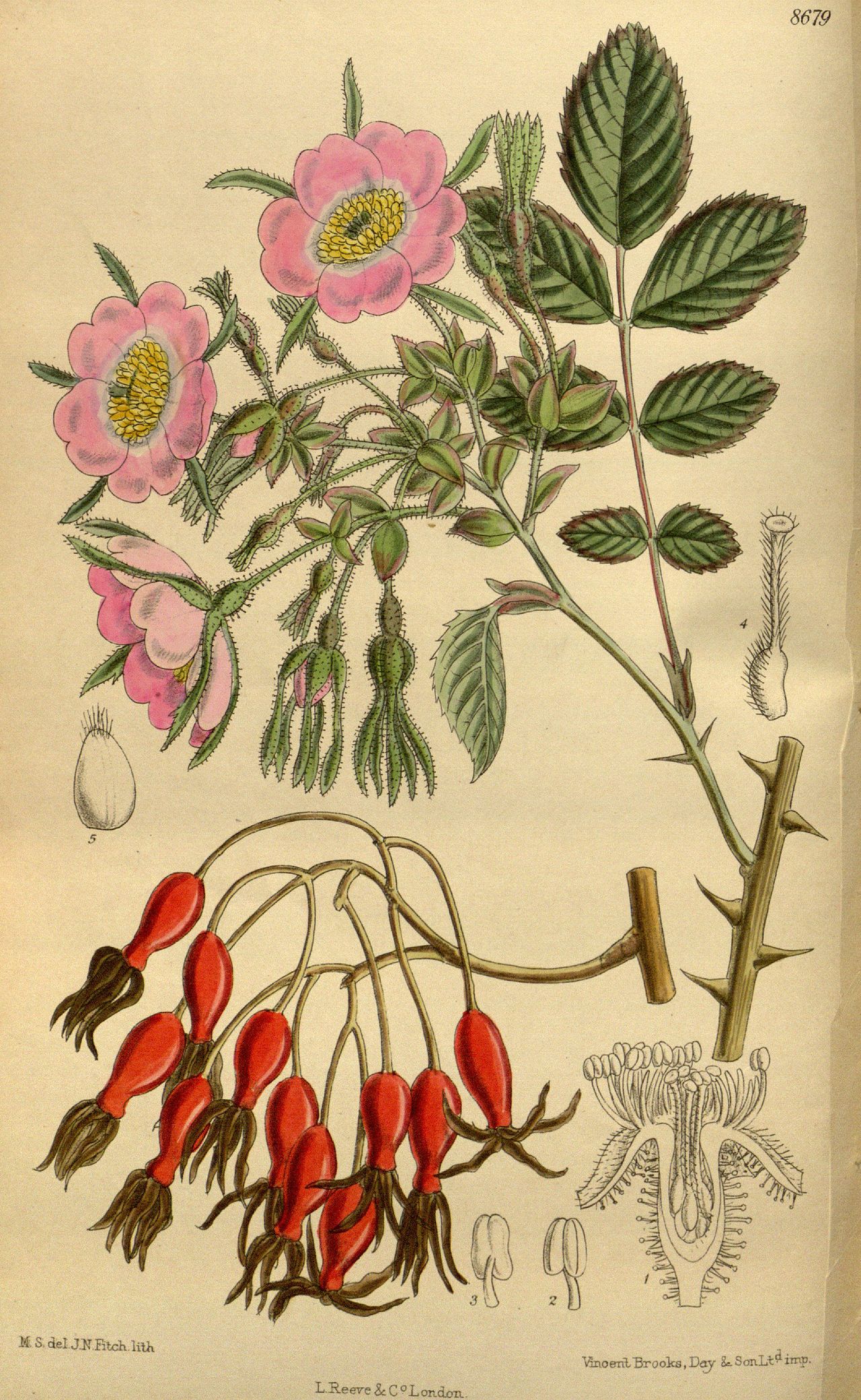 Father David's rose