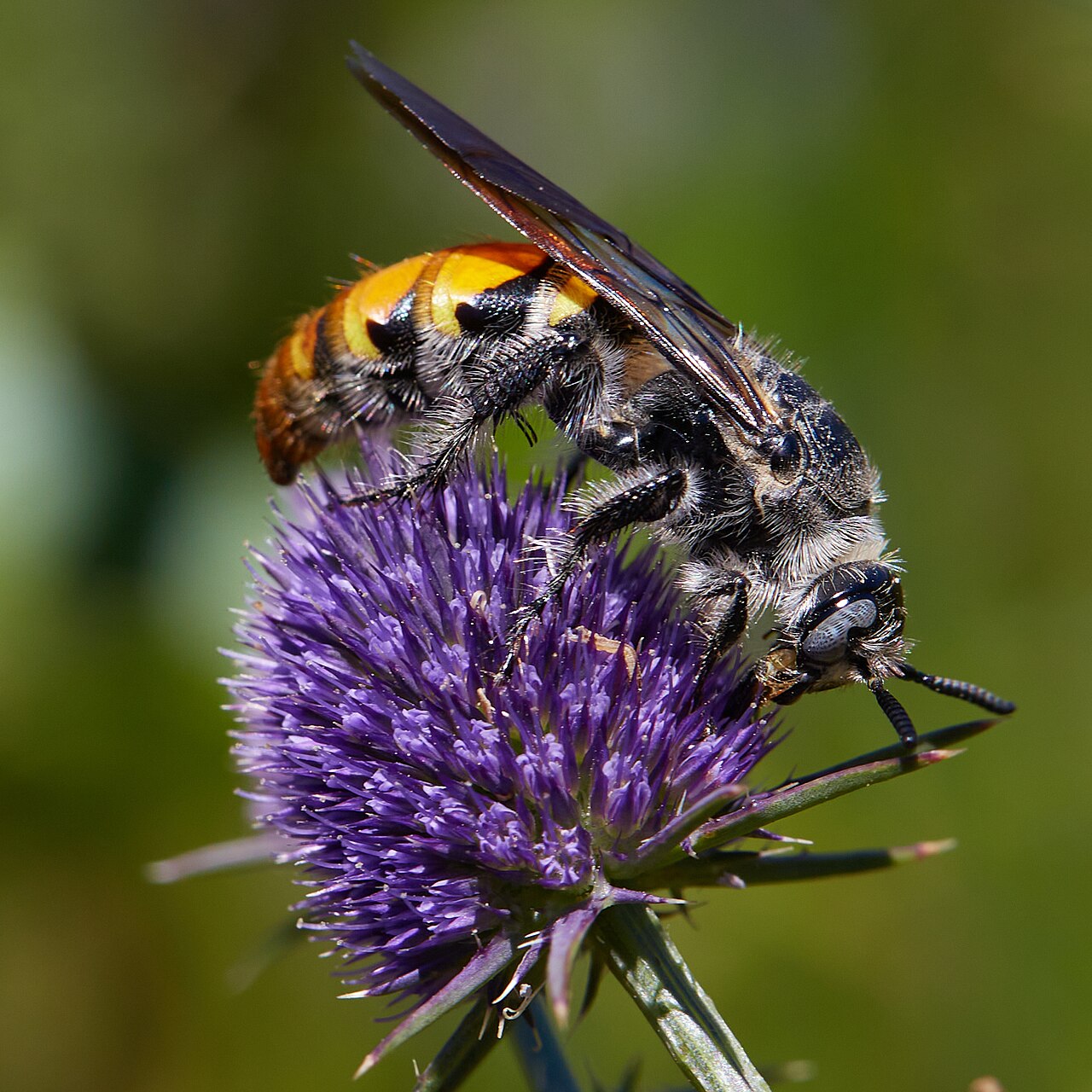 Eryngium articulatum