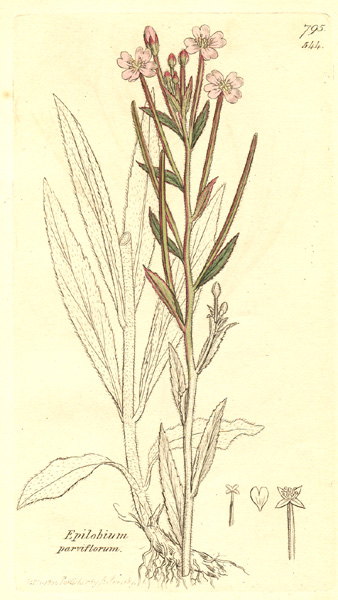 Hoary willowherb or smallflower hairy wi