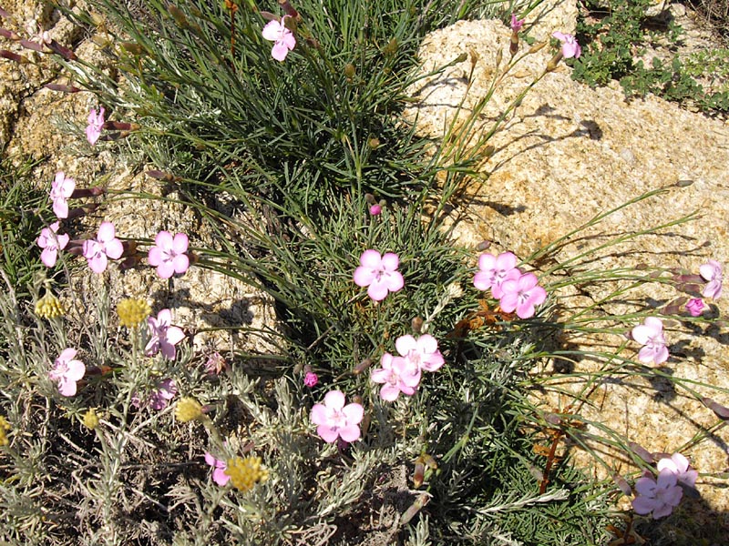 Dianthus gyspergerae