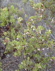 Arctostaphylos myrtifolia