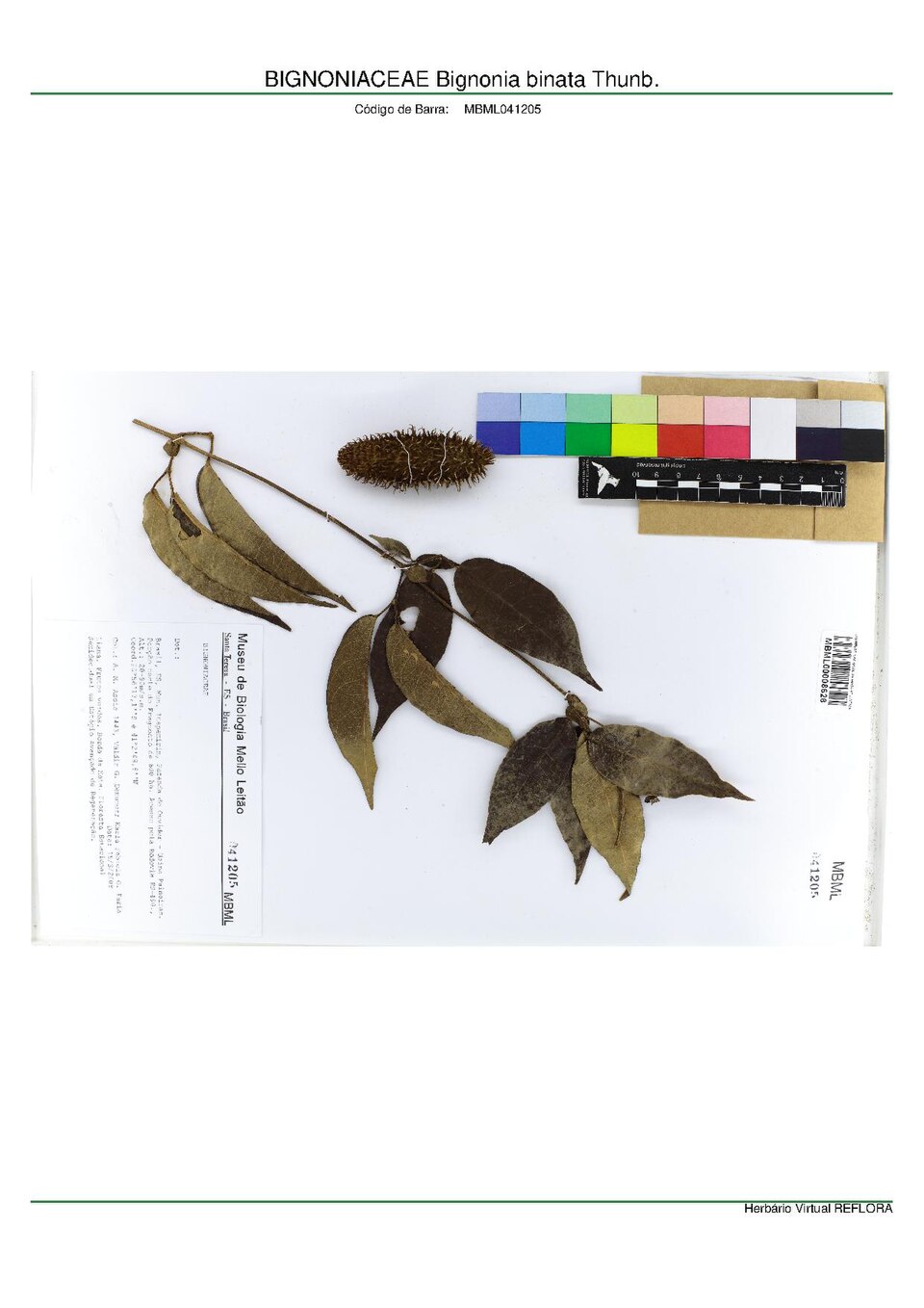 Bignonia binata
