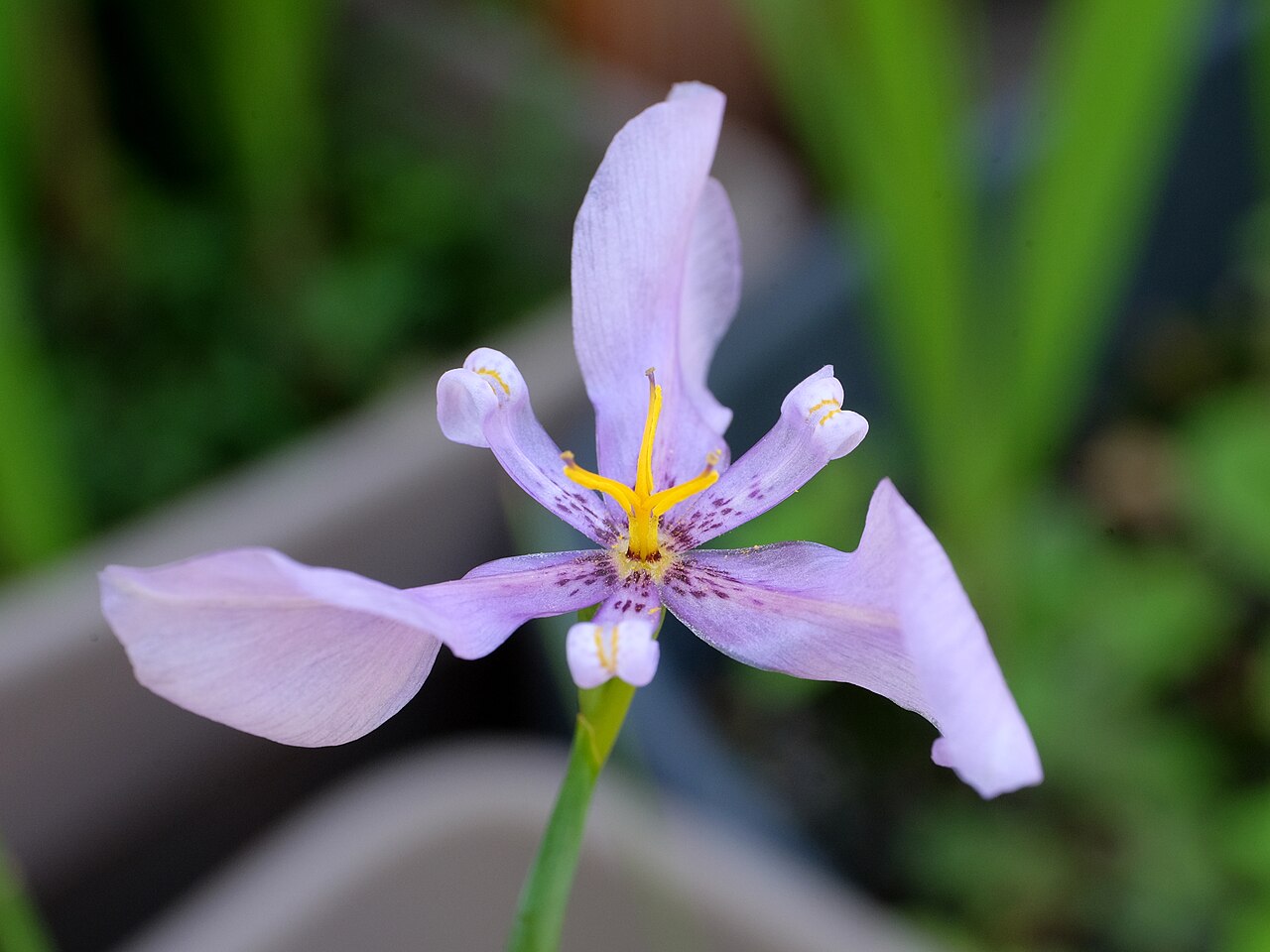 Calydorea amabilis