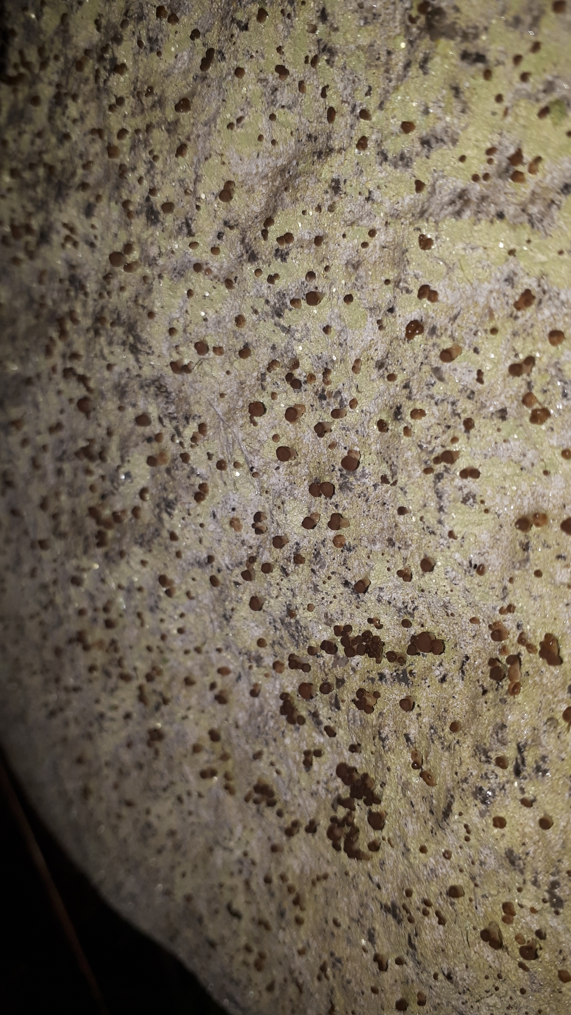 Brown beret lichen