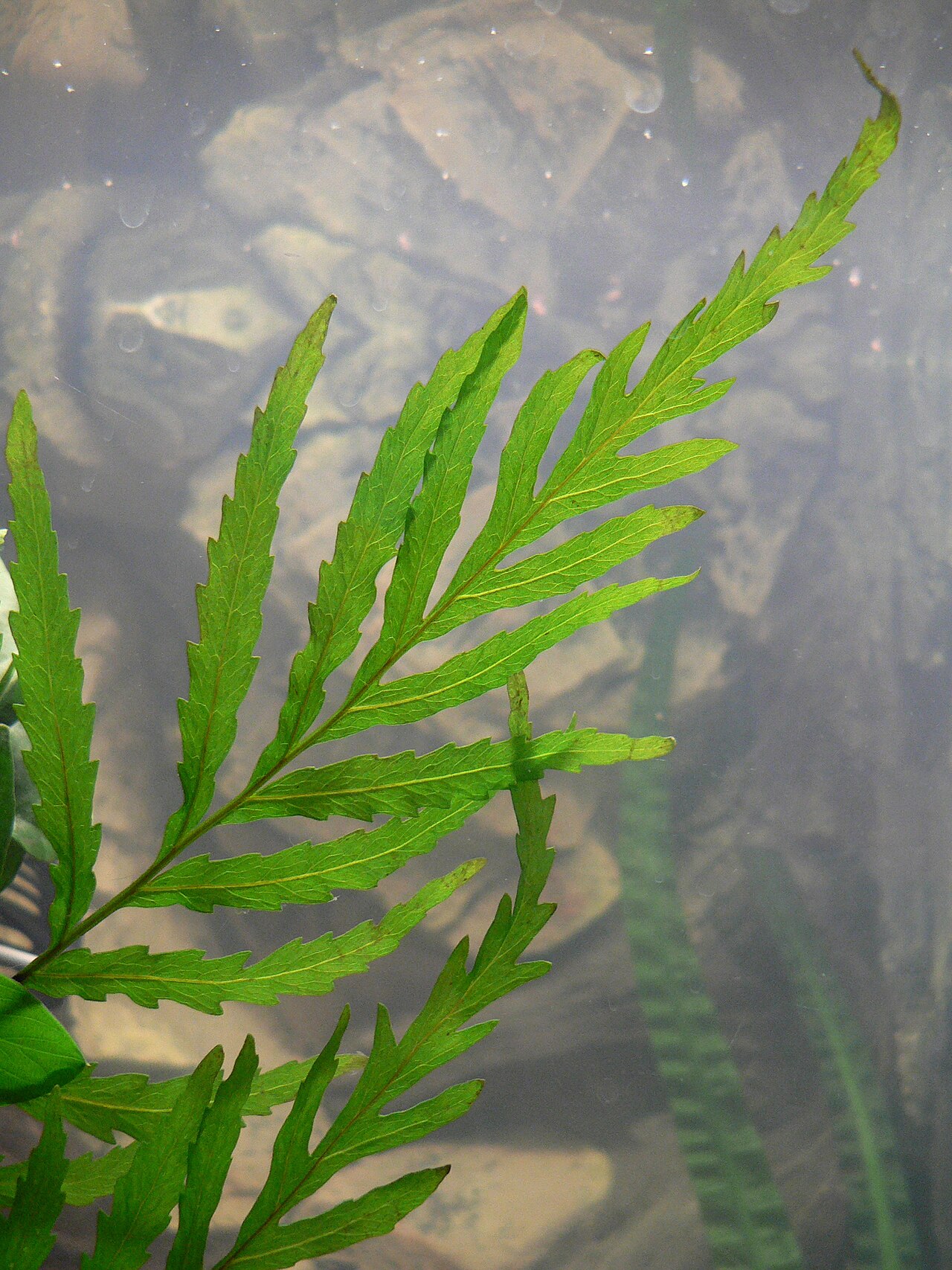 African water fern