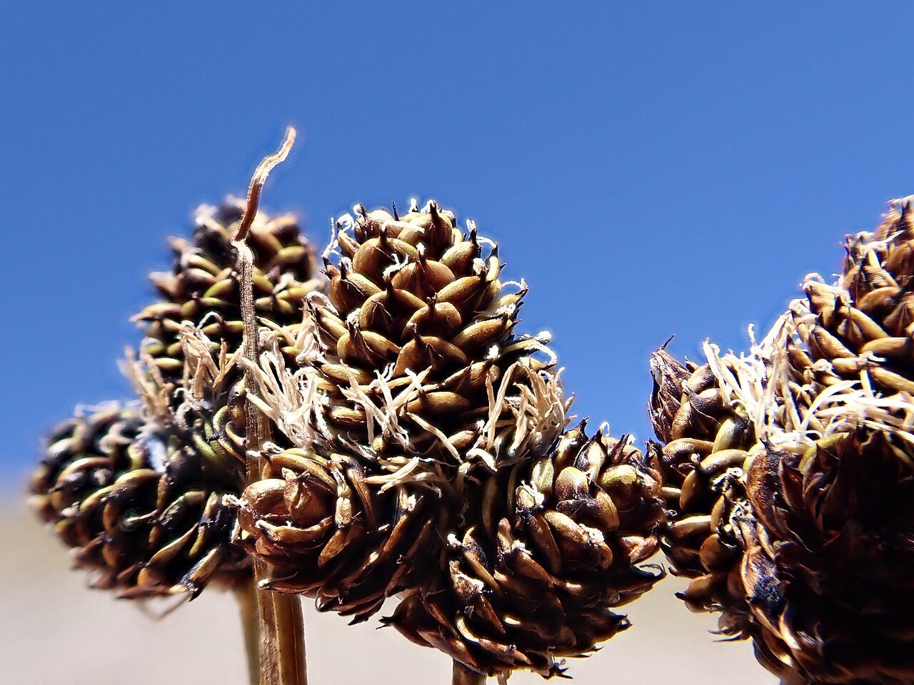 Carex albida