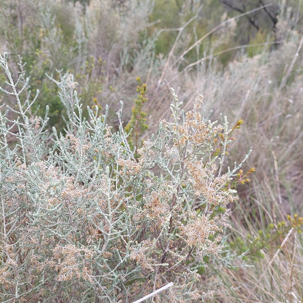 Cassinia theodori